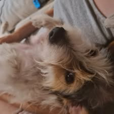 Adopter Titou