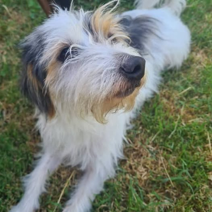 Adopter Titou