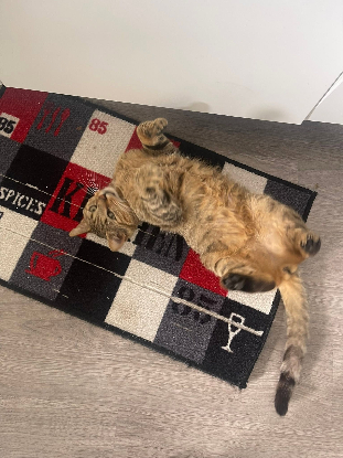 Adopter Macchiato
