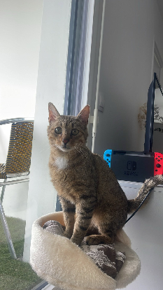 Adoption Macchiato