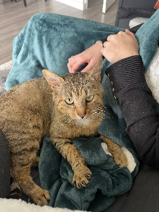 Adopter Macchiato