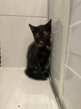 Adopter Ka'lin