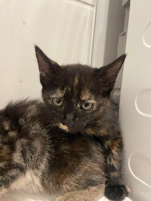 Adopter Ka'lin