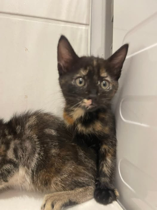 Adopter Ka'lin