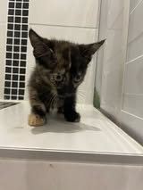 Adopter Koquet