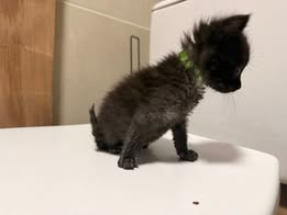 Adopter Loki