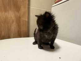 Adopter Loki