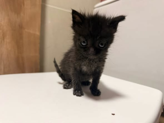 Adopter Loki