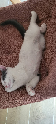 Adopter Jackson