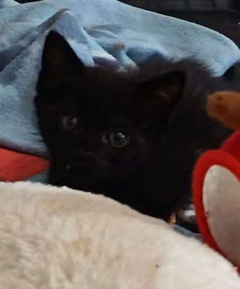 Adopter Theia