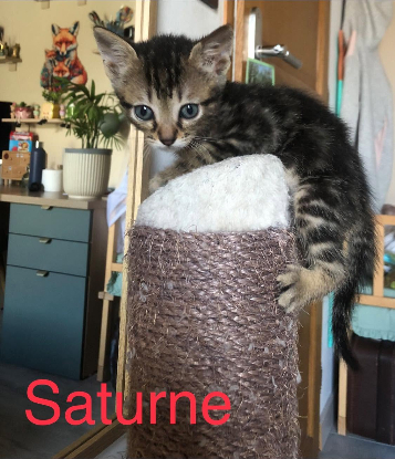 Adopter Venus