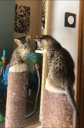 Adopter Venus