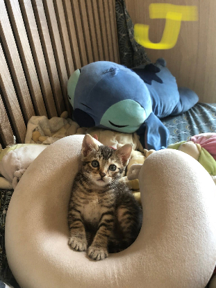 Adoption Venus