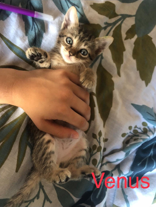 Adoption Venus