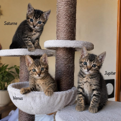 Adopter Venus