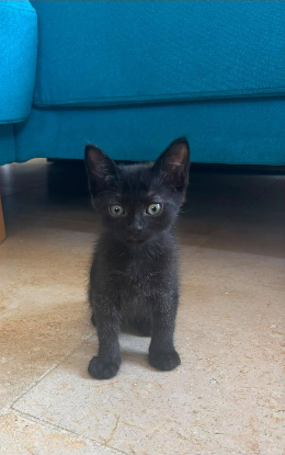 Adopter Neptune et mercure