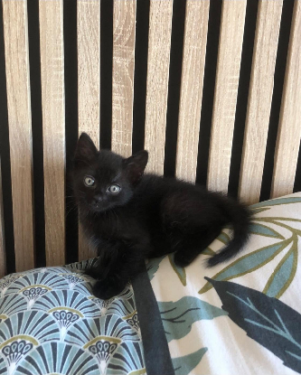 Adoption Neptune et mercure