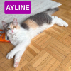 Ayline