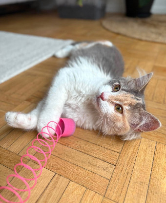 Adopter Ayline