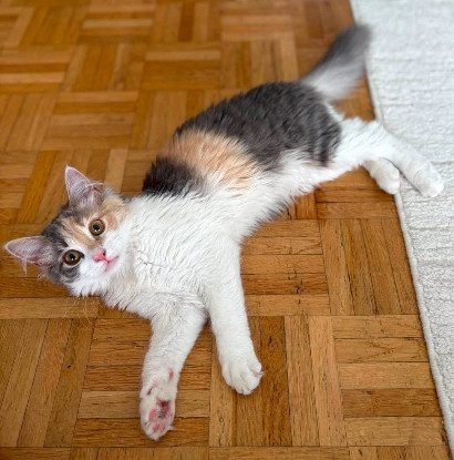 Adopter Ayline