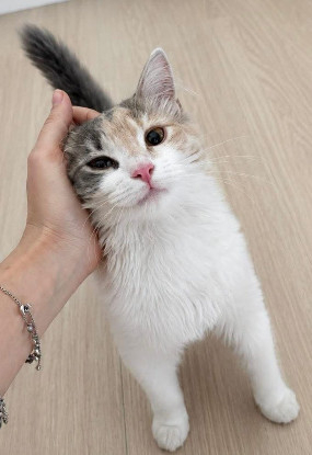 Adoption Ayline