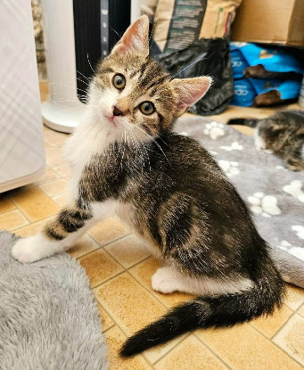 Adopter Silex frère de basalte et jais