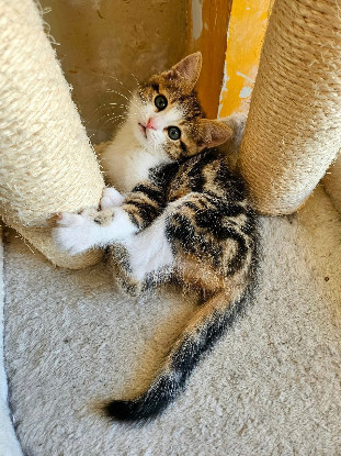 Adoption Basalte frère de silex et jais