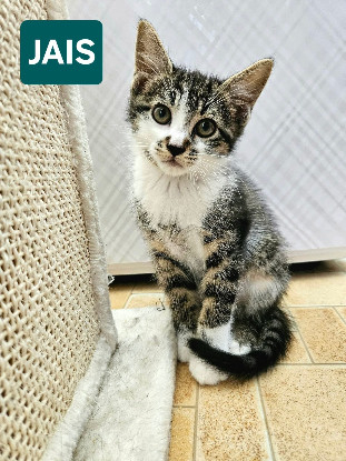 Adopter Jais frere de basalte et silex a en duo ou seul si déj