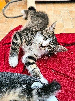 Adopter Jais frere de basalte et silex a en duo ou seul si déj