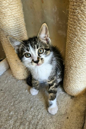 Adopter Jais frere de basalte et silex a en duo ou seul si déj
