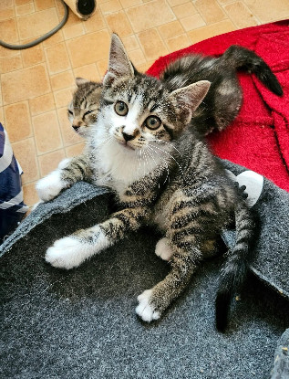Adoption Jais frere de basalte et silex a en duo ou seul si déj