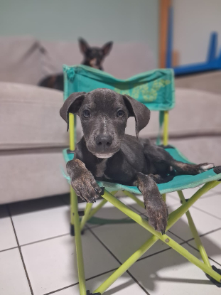 Adopter Snoopie