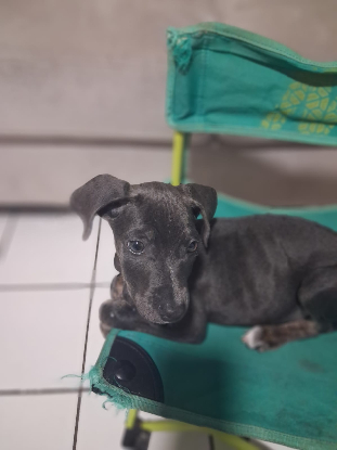Adopter Snoopie