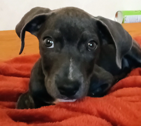 Adopter Snoopie