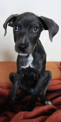 Adoption Snoopie