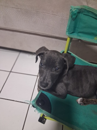 Adoption Snoopie