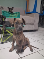 Adopter  chien : Guimauve