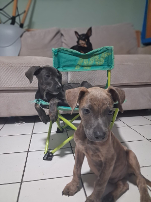 Adopter Guimauve