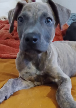Adopter Guimauve
