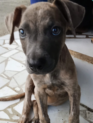 Adoption Guimauve
