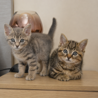 Adopter  chat : Ronron et doudou