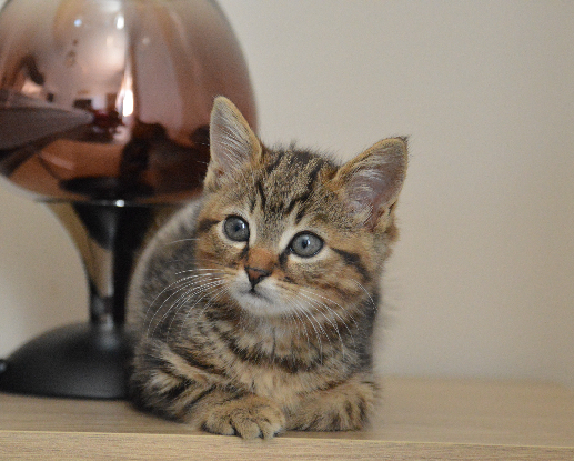 Adopter Ronron et doudou