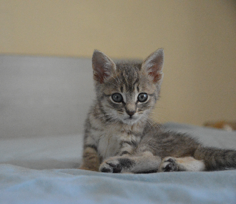 Adopter Ronron et doudou