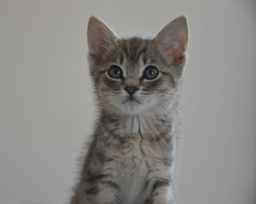 Adoption Ronron et doudou