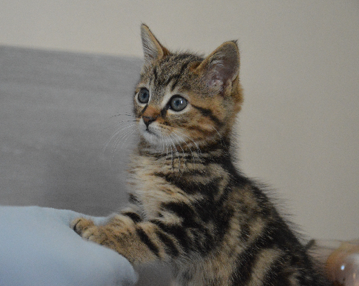 Adoption Ronron et doudou