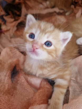 Adopter Gourmande