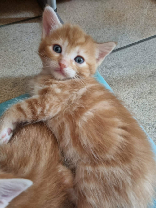 Adopter Gourmande