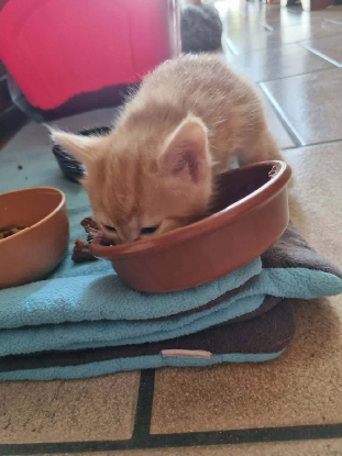Adoption Gourmande