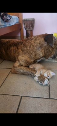 Adoption Gourmande