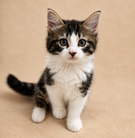 Adopter  chat : Blacky